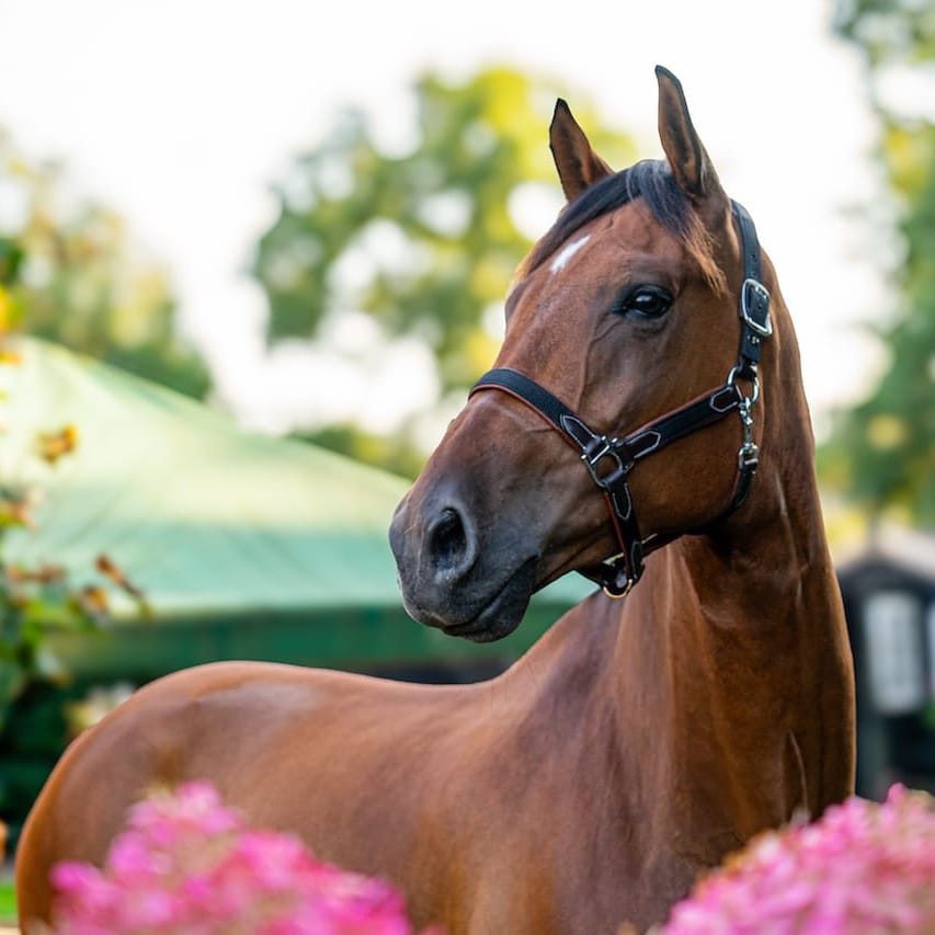 Paard portret