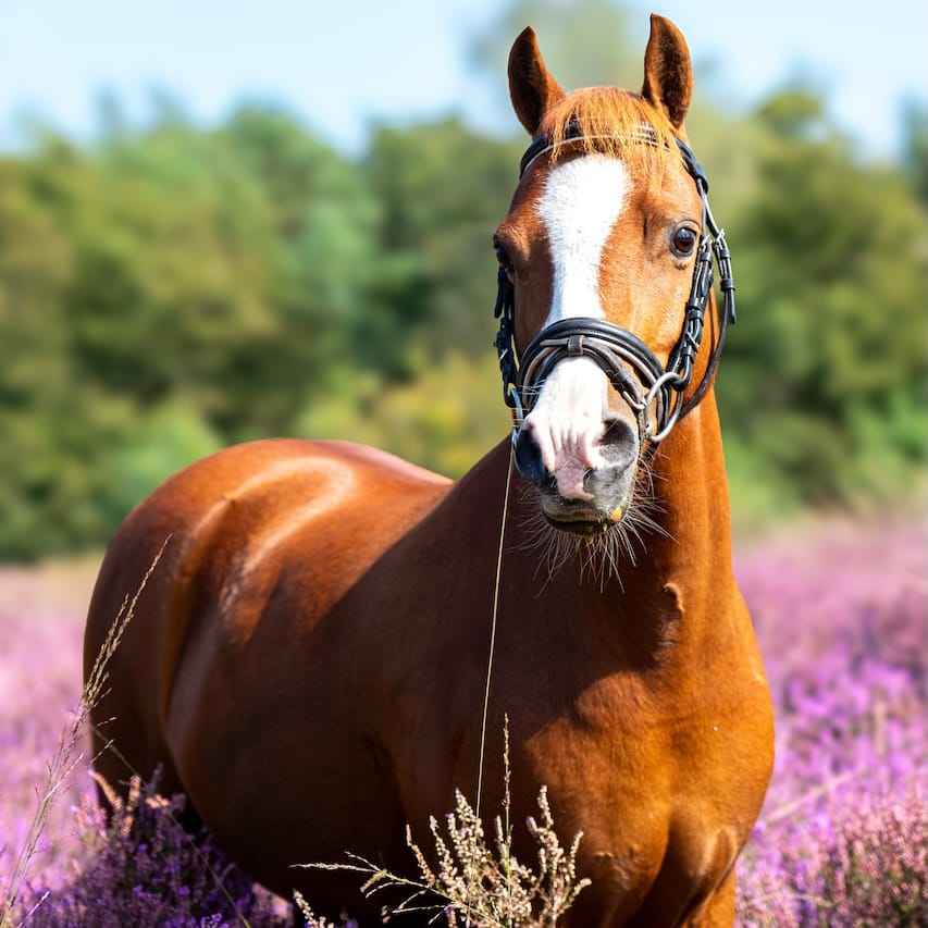 Paard portret