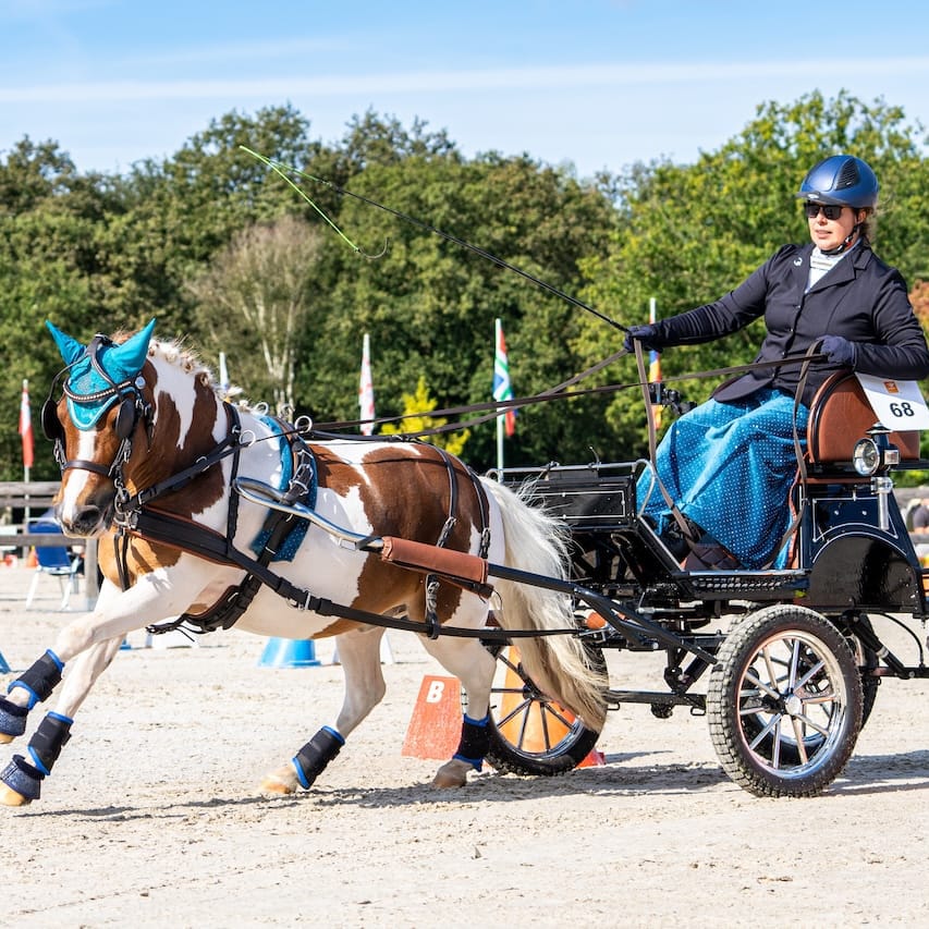 Paard wedstrijd