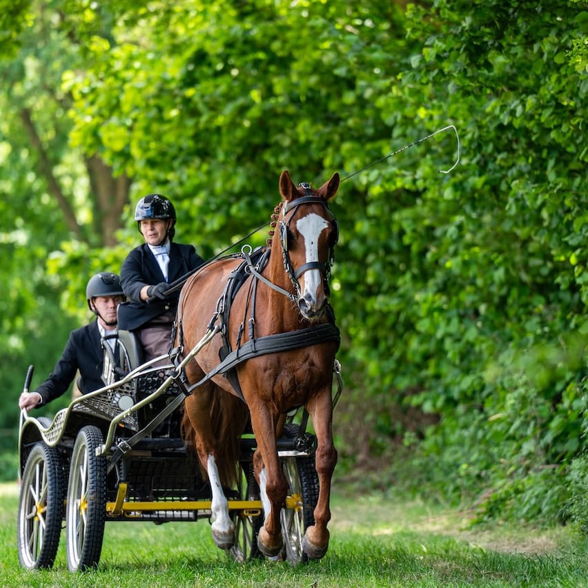 Paard wedstrijd